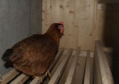ca_huennerstall5-170x120.jpg